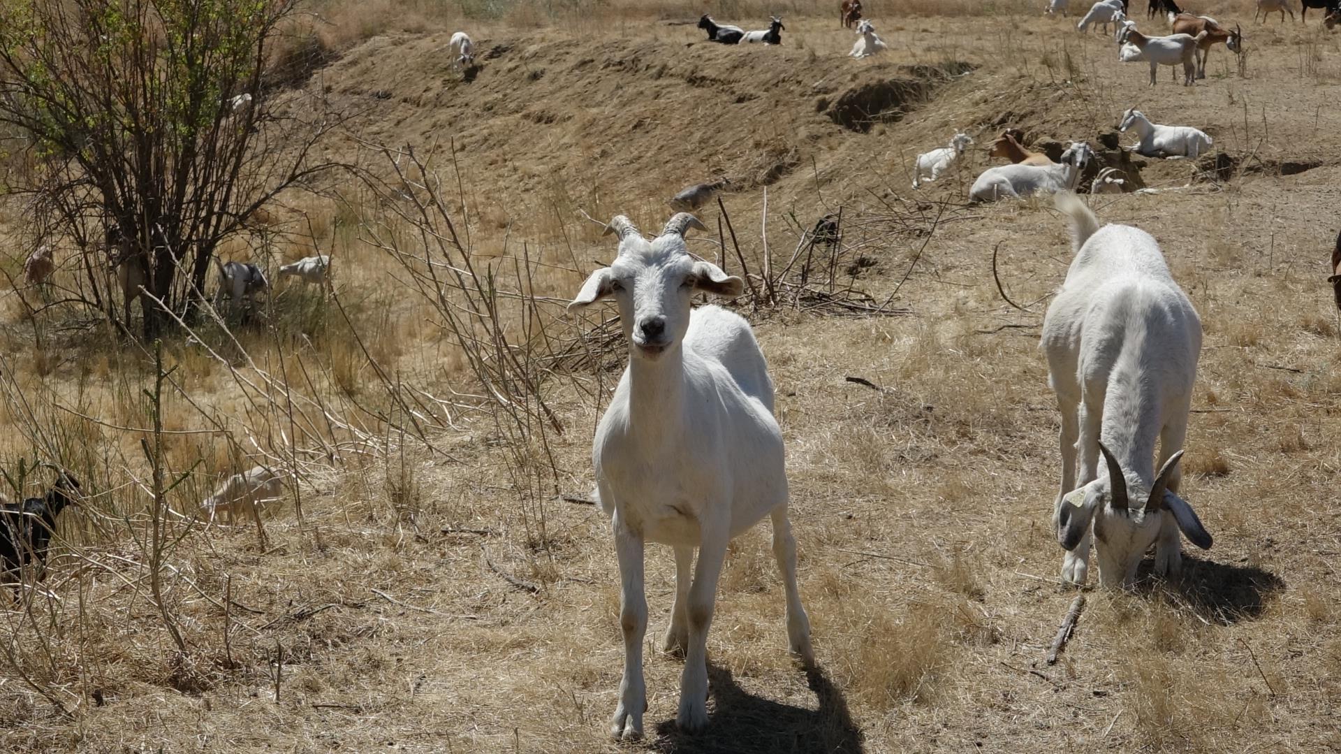 White goat looking into the camera